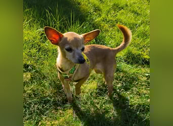 Zuckersüße , unkomplizierte Chi-Dame Pamela