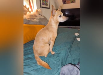 Zuckersüße , unkomplizierte Chi-Dame Pamela