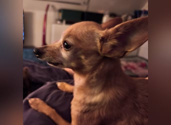 Zuckersüße , unkomplizierte Chi-Dame Pamela