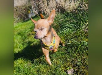 Zuckersüße , unkomplizierte Chi-Dame Pamela