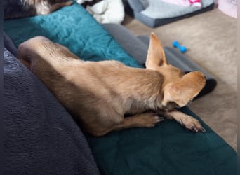 Zuckersüße , unkomplizierte Chi-Dame Pamela