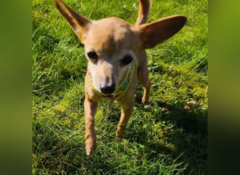 Zuckersüße , unkomplizierte Chi-Dame Pamela