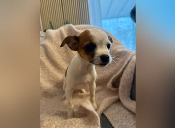 Kleiner Happy, freundlich und menschenbezogen