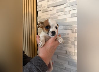 Kleiner Happy, freundlich und menschenbezogen