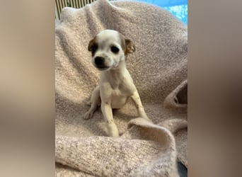 Kleiner Happy, freundlich und menschenbezogen