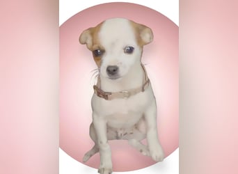 Kleiner Happy, freundlich und menschenbezogen