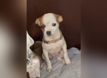 Kleiner Happy, freundlich und menschenbezogen