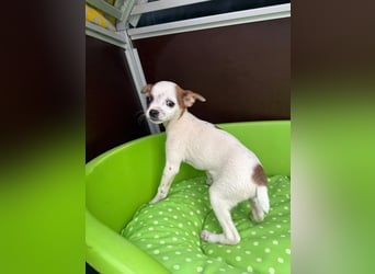 Kleiner Happy, freundlich und menschenbezogen