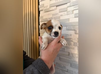 Kleiner Happy, freundlich und menschenbezogen