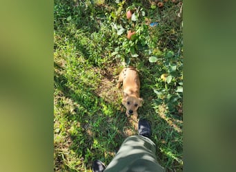 APRIL - gerettet von der Straße nahe Slatina APRIL - gerettet von der Straße nahe Slatina