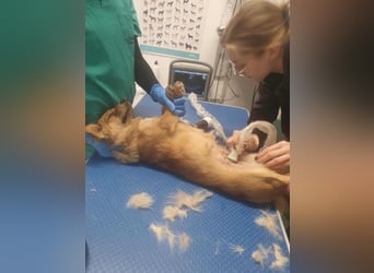 APRIL - gerettet von der Straße nahe Slatina APRIL - gerettet von der Straße nahe Slatina