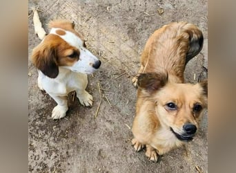 APRIL - gerettet von der Straße nahe Slatina APRIL - gerettet von der Straße nahe Slatina