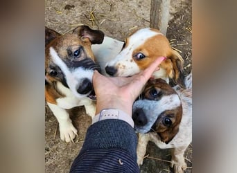 APRIL - gerettet von der Straße nahe Slatina APRIL - gerettet von der Straße nahe Slatina