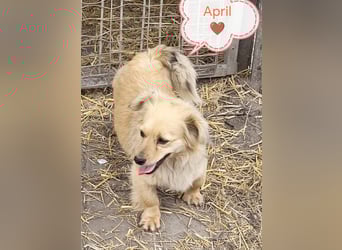 APRIL - gerettet von der Straße nahe Slatina APRIL - gerettet von der Straße nahe Slatina
