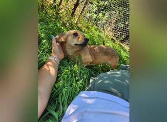 APRIL - gerettet von der Straße nahe Slatina APRIL - gerettet von der Straße nahe Slatina
