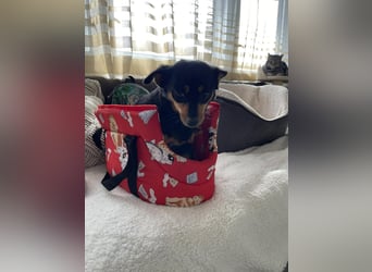 JENNY - sucht ihren sicheren Hafen