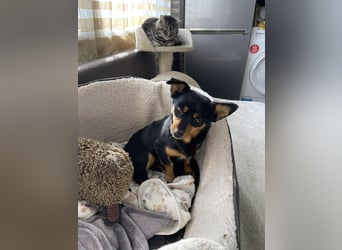 JENNY - sucht ihren sicheren Hafen