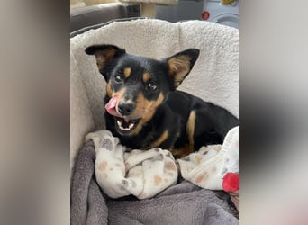 JENNY - sucht ihren sicheren Hafen