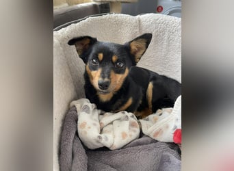 JENNY - sucht ihren sicheren Hafen