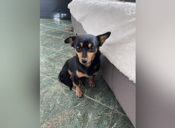 JENNY - sucht ihren sicheren Hafen