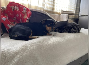 JENNY - sucht ihren sicheren Hafen