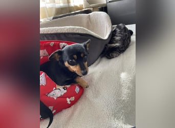 JENNY - sucht ihren sicheren Hafen