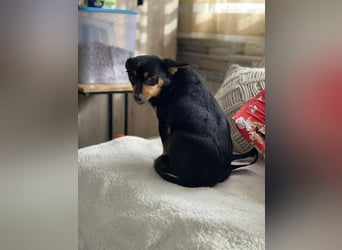 JENNY - sucht ihren sicheren Hafen