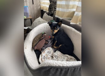 JENNY - sucht ihren sicheren Hafen