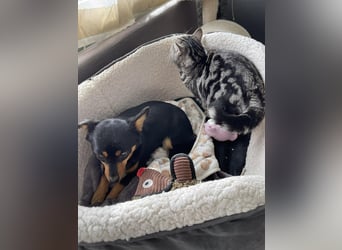 JENNY - sucht ihren sicheren Hafen