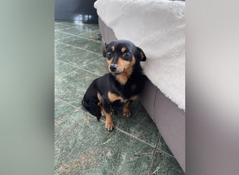 JENNY - sucht ihren sicheren Hafen