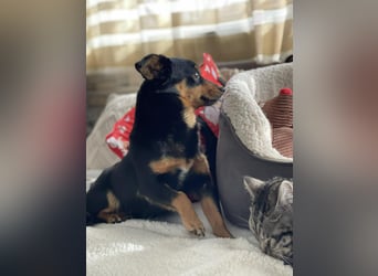 JENNY - sucht ihren sicheren Hafen