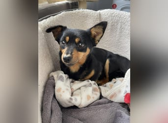 JENNY - sucht ihren sicheren Hafen