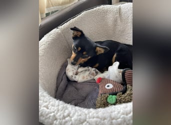 JENNY - sucht ihren sicheren Hafen