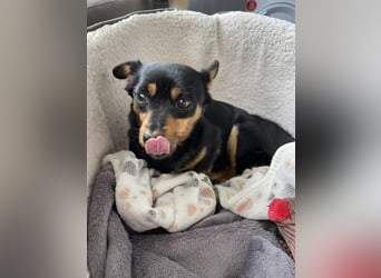 JENNY - sucht ihren sicheren Hafen