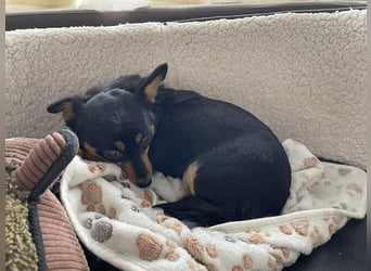 JENNY - sucht ihren sicheren Hafen