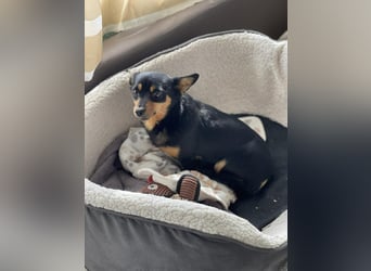 JENNY - sucht ihren sicheren Hafen