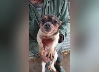 Bobi PP – kleiner Chihuahua-Rüde sucht liebevolles Zuhause ✨
