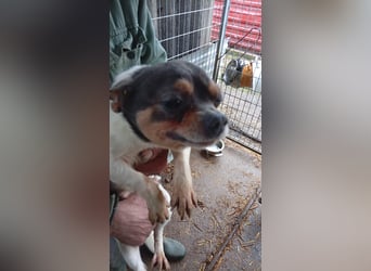 Bobi PP – kleiner Chihuahua-Rüde sucht liebevolles Zuhause ✨