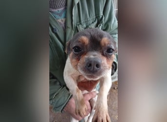 Bobi PP – kleiner Chihuahua-Rüde sucht liebevolles Zuhause ✨