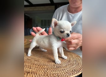 Chihuahua  Hündin – geimpft, entwurmt, gechipt, mit EU-Heimtierausweis