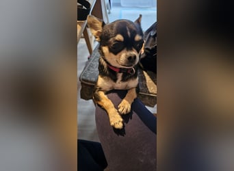 Prinzessin sucht ein Zuhause als Einzelprinzessin