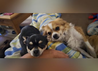 Prinzessin sucht ein Zuhause als Einzelprinzessin