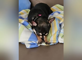 Prinzessin sucht ein Zuhause als Einzelprinzessin