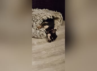 Prinzessin sucht ein Zuhause als Einzelprinzessin