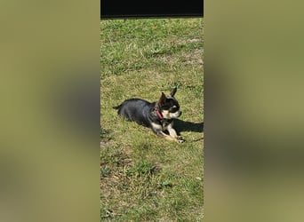Prinzessin sucht ein Zuhause als Einzelprinzessin