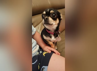 Prinzessin sucht ein Zuhause als Einzelprinzessin
