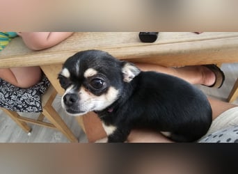 Prinzessin sucht ein Zuhause als Einzelprinzessin