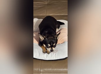 Prinzessin sucht ein Zuhause als Einzelprinzessin