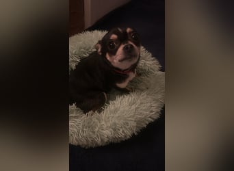 Prinzessin sucht ein Zuhause als Einzelprinzessin