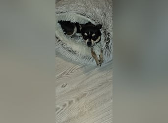 Prinzessin sucht ein Zuhause als Einzelprinzessin